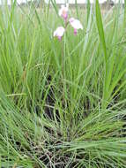 Image of Eulophia calantha Schltr.