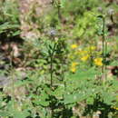 Cirsium osseticum (Adams) Petr. resmi