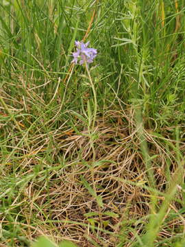 Image of Veronica satureiifolia Poit. & Turp.