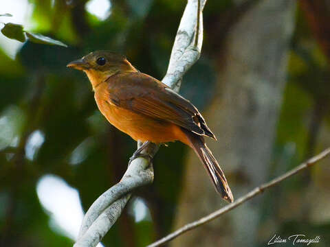 Image of Habia rubica rubra (Vieillot 1819)