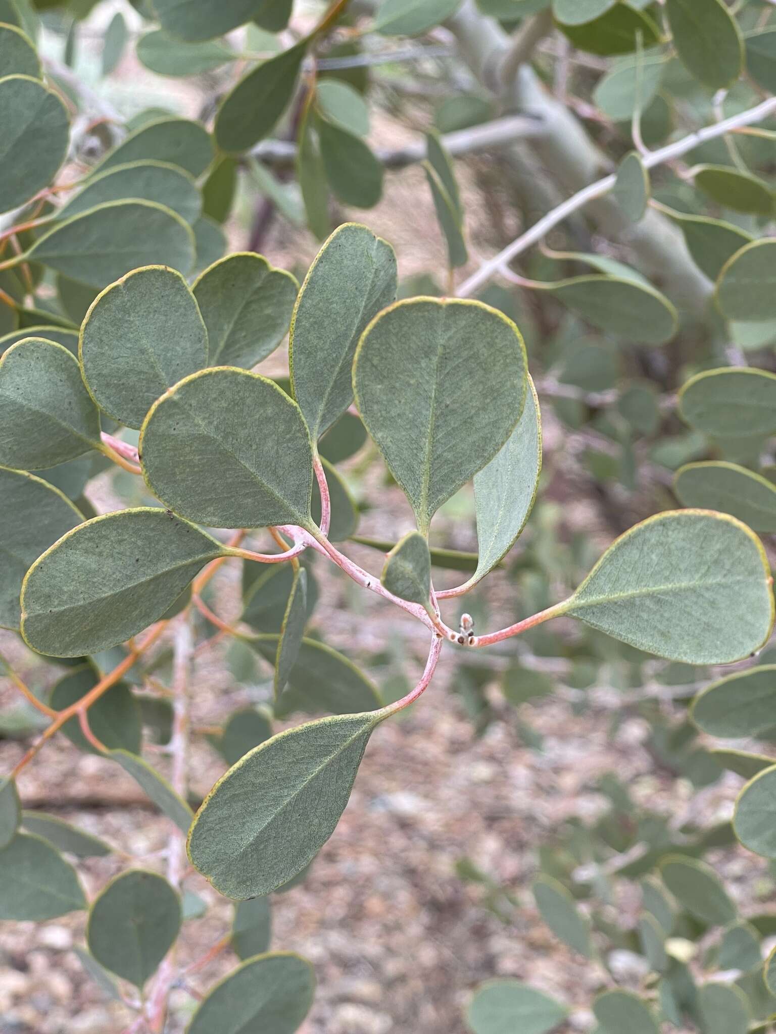 Image of Eucalyptus minniritchi D. Nicolle