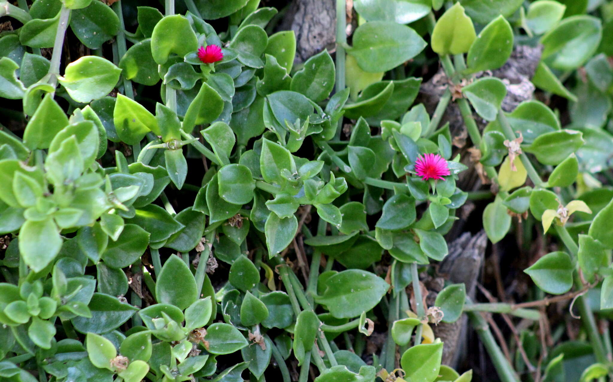 Image of Heart-leaf mesemb