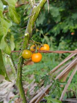 Слика од Solanum atropurpureum Schrank