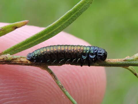 Image of Groundselbush Beetle