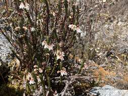 Imagem de Cassiope fastigiata (Wall.) D. Don