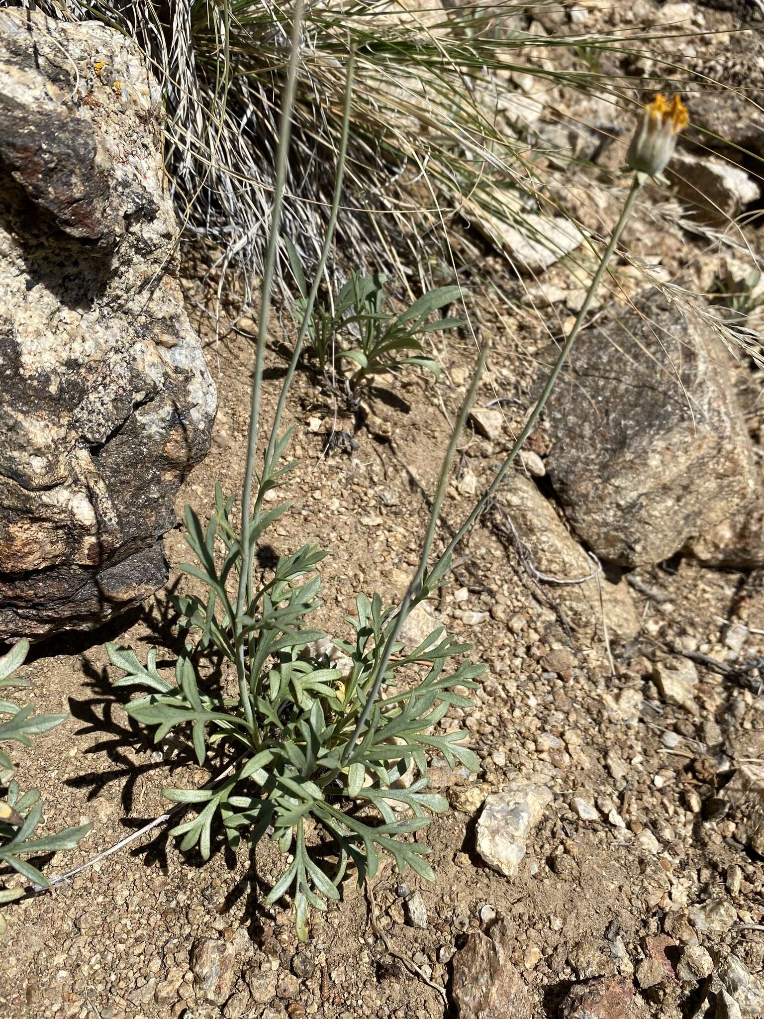 Image de Thelesperma subnudum A. Gray