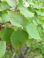Image of Betula ermanii var. lanata Regel