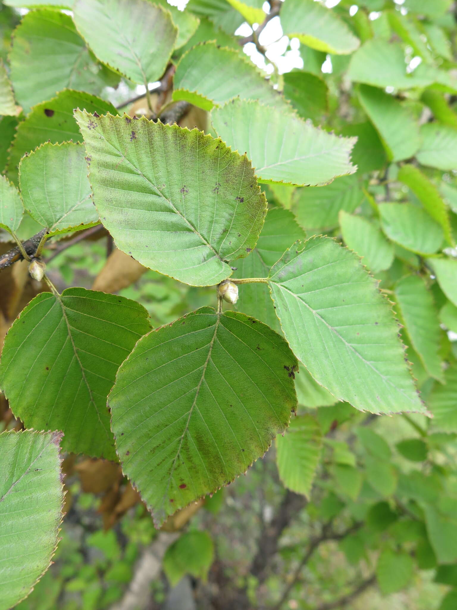 Betula ermanii var. lanata Regel resmi