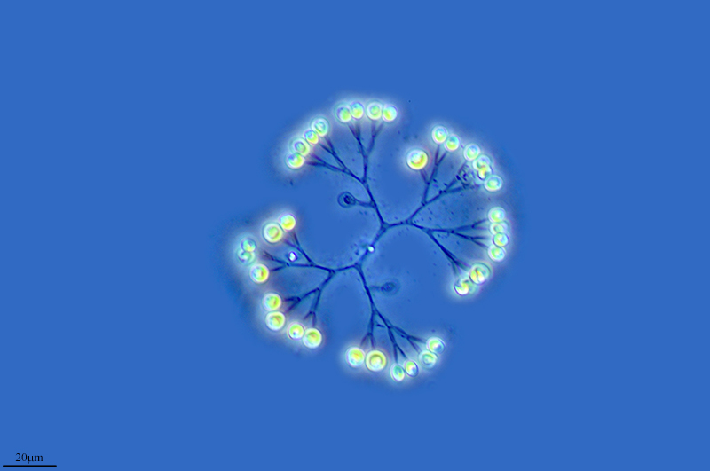 Image of <i>Dictyosphaerium pulchellum</i>