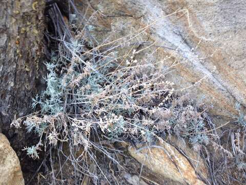 Imagem de Artemisia ludoviciana subsp. albula (Woot.) Keck