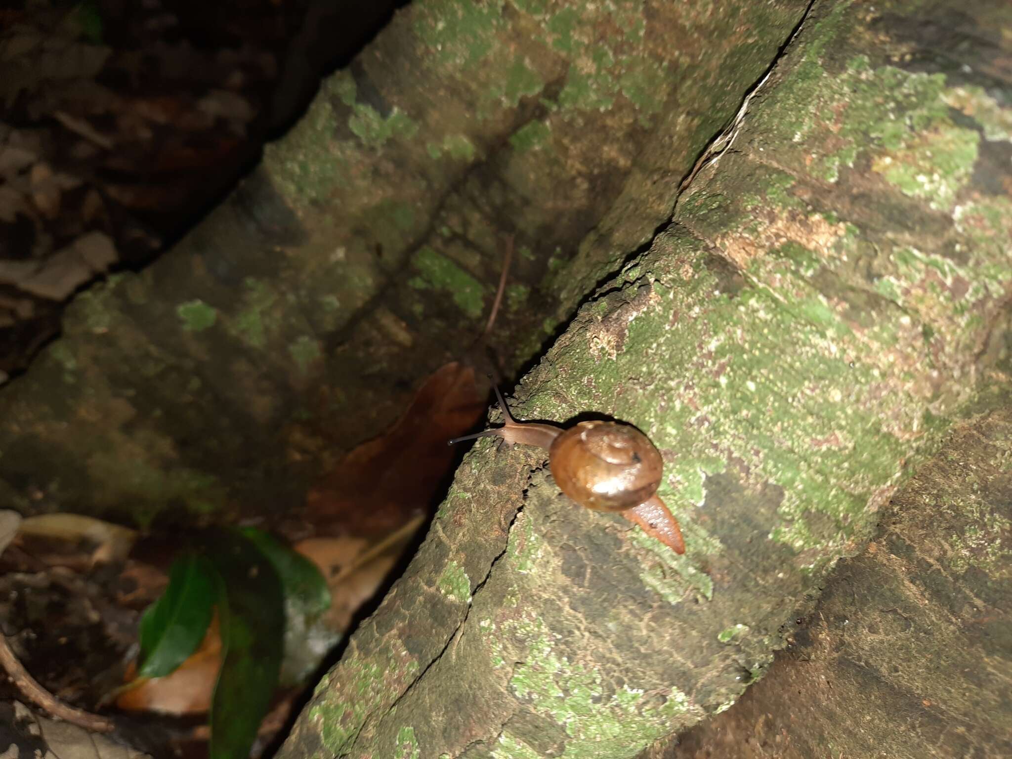 صورة Terrycarlessia bullacea (Reeve 1854)