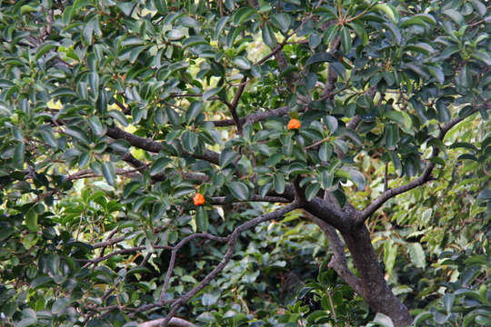 Image of Fontainea pancheri (Baill.) Heckel