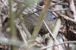 Image of Rufous-throated Wren Babbler