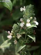 Слика од Stachys palaestina L.