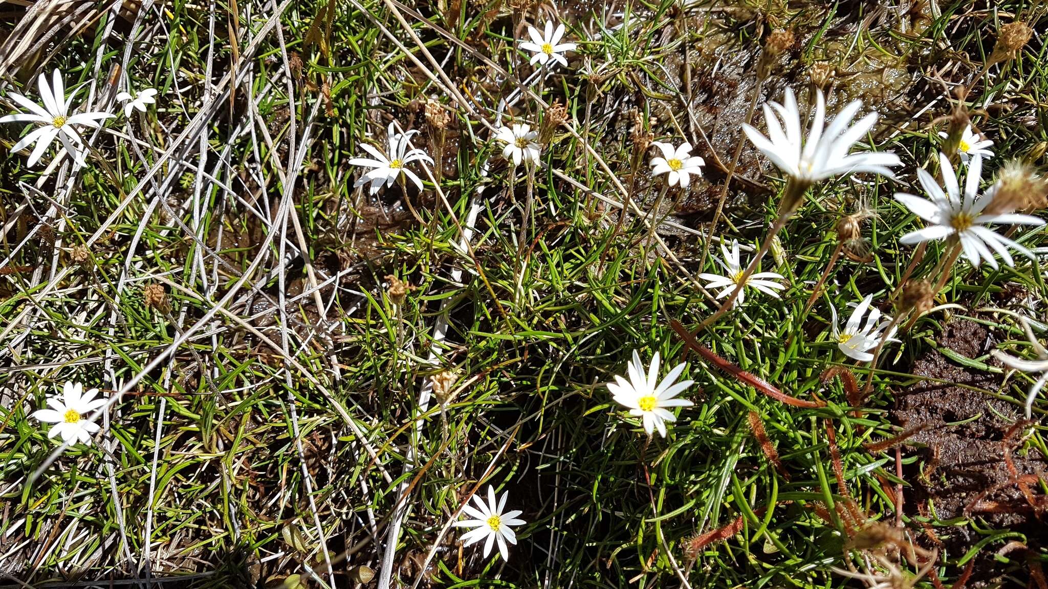 Image of Celmisia alpina (Kirk) Cheesem.