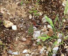 Image of Cicindela (Cicindela) maroccana Fabricius 1801