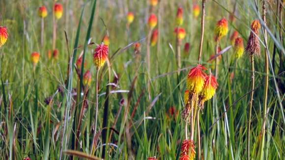 Image of Common red hot poker