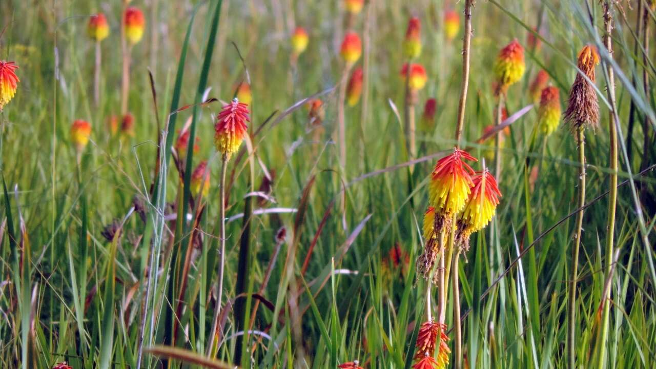 Image de Kniphofia linearifolia Baker