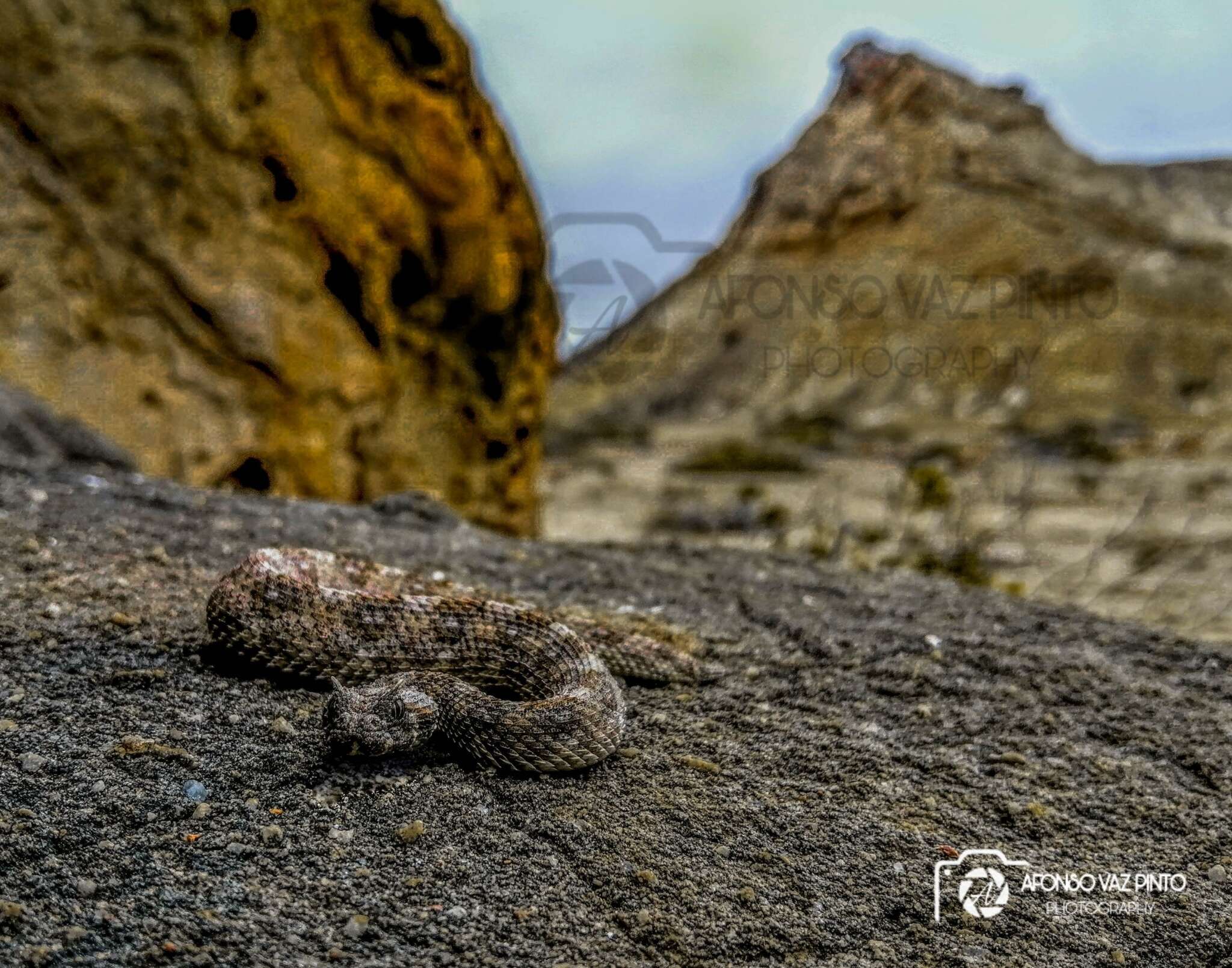 Image of Horned Adder