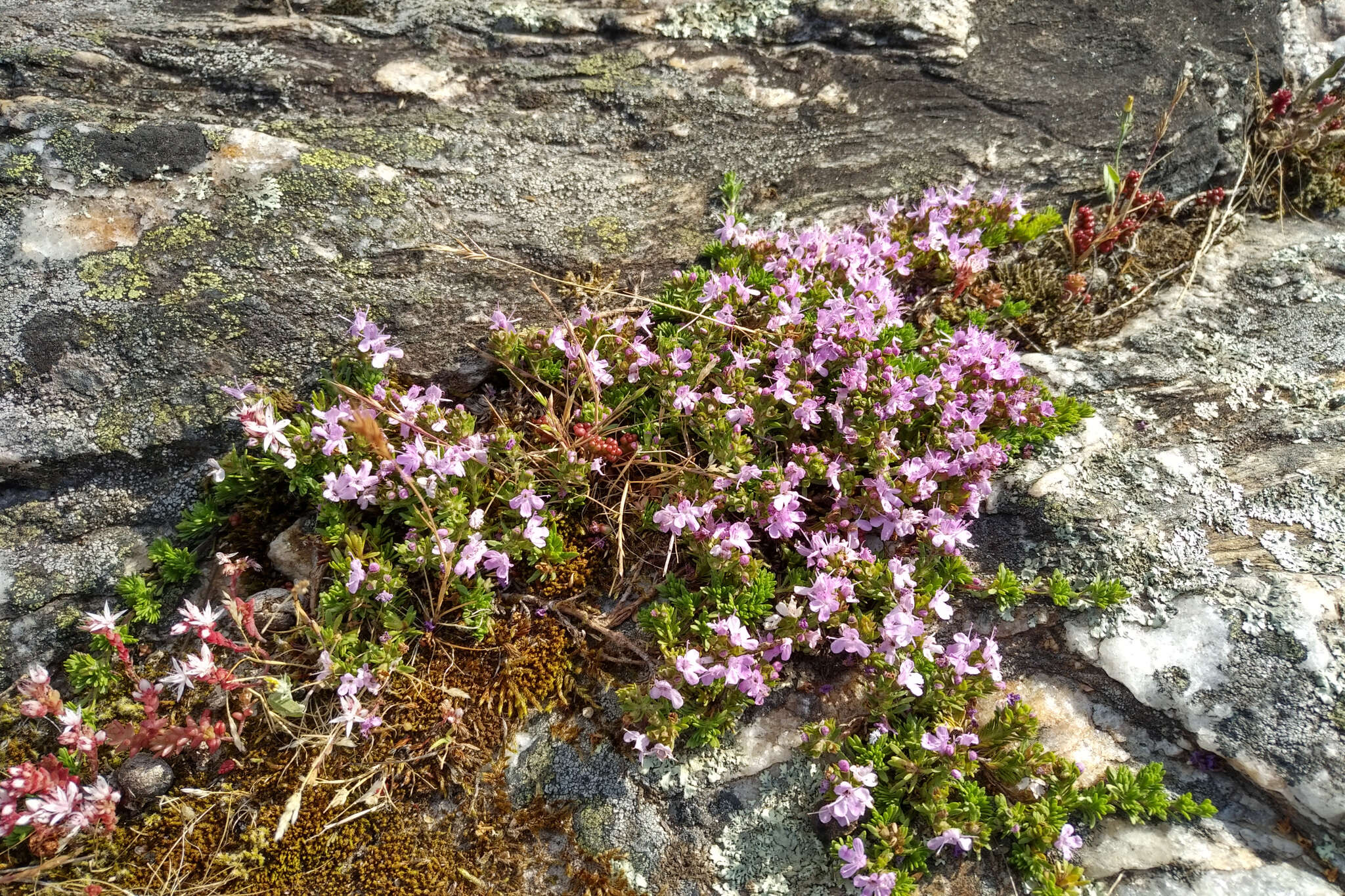 Thymus caespititius Brot. resmi