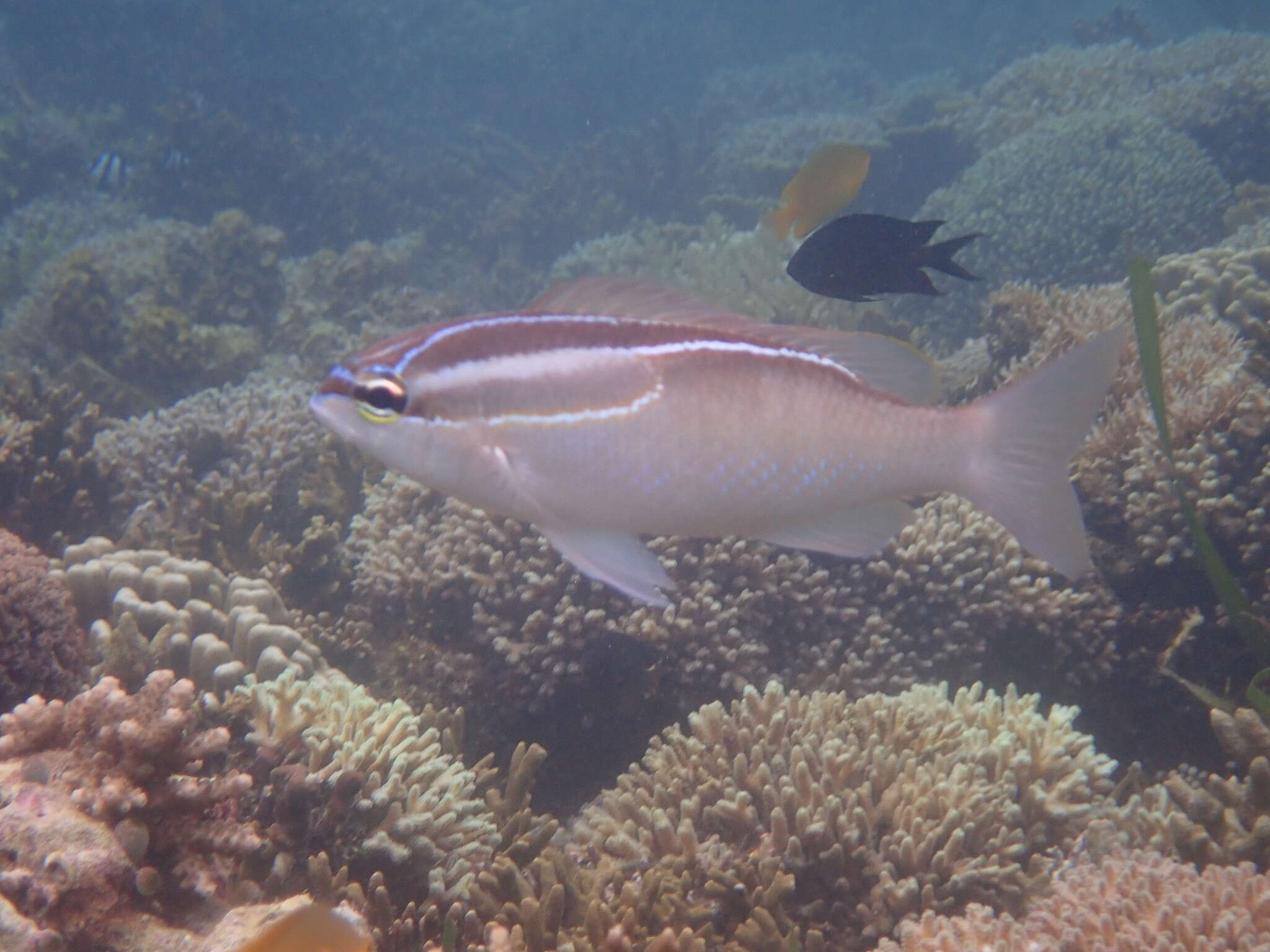 Image of Three-lined monocle bream