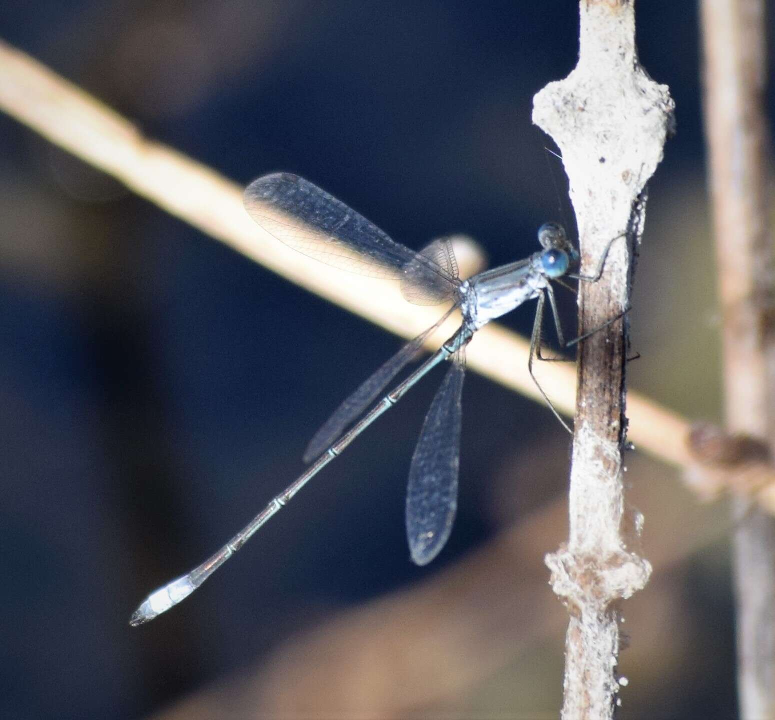 Image of Rainpool Spreadwing