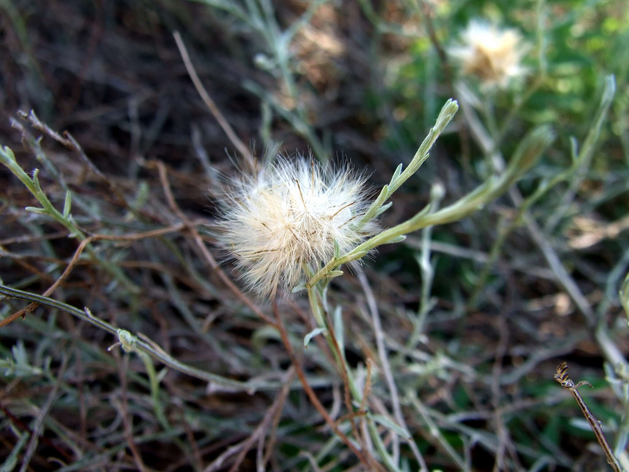 Image of Pseudobaccharis tenella (Hook. & Arn.) Cabrera