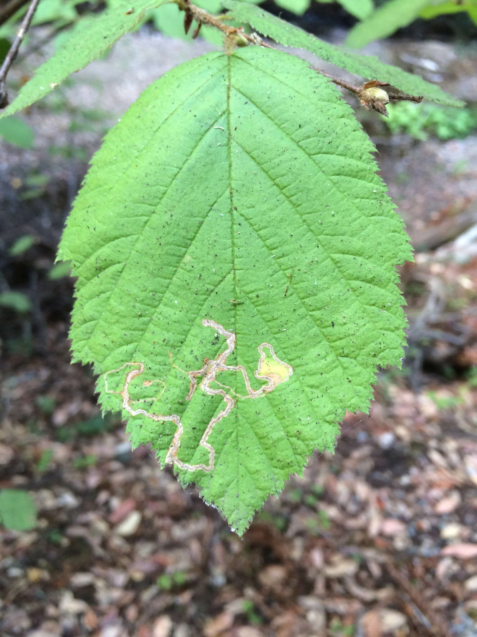 Image of Corylus cornuta subsp. californica (A. DC.) A. E. Murray