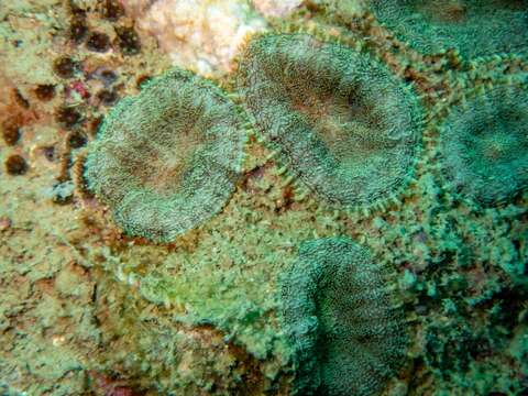 صورة Rhodactis inchoata Carlgren 1943