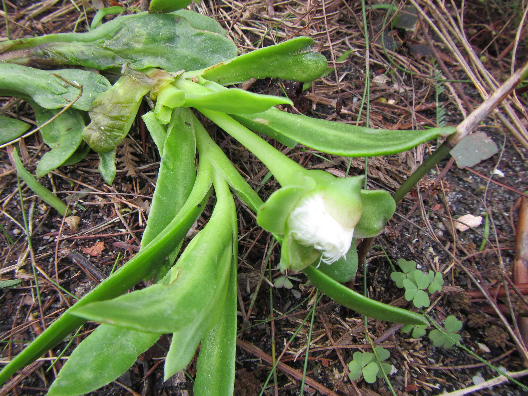 Image of Skiatophytum tripolium (L.) L. Bol.