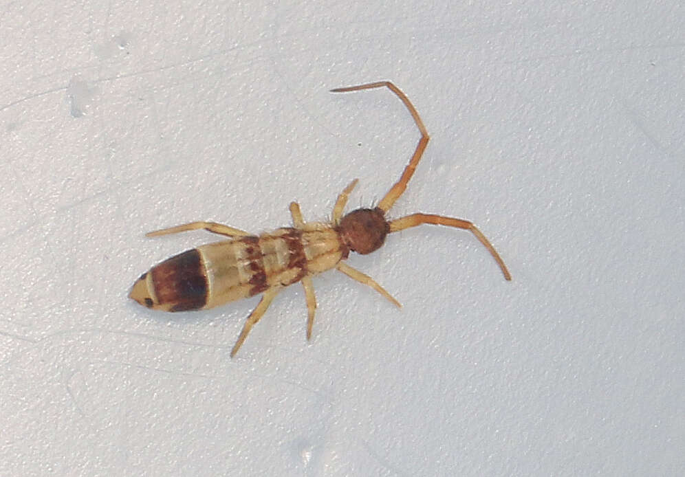 Image of Orchesella spectabilis Tullberg 1871