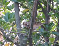 Image of Chestnut-eared Bunting