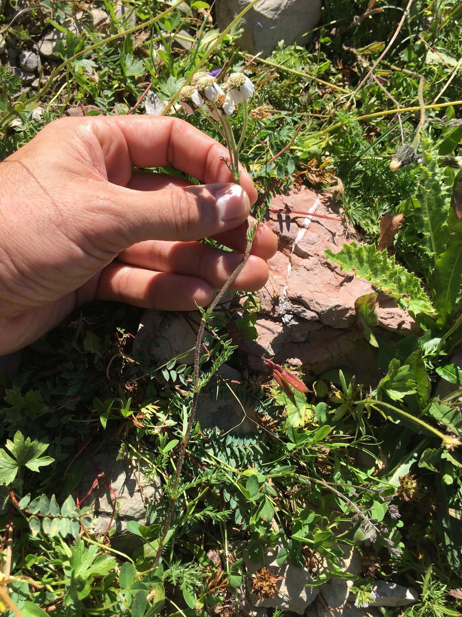 Achillea atrata L. resmi