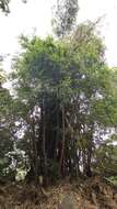 Image of common bamboo