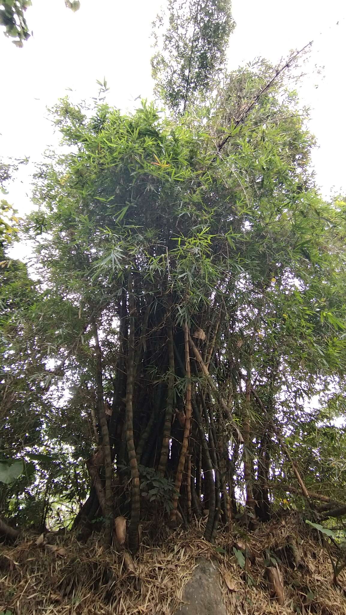 Image of common bamboo