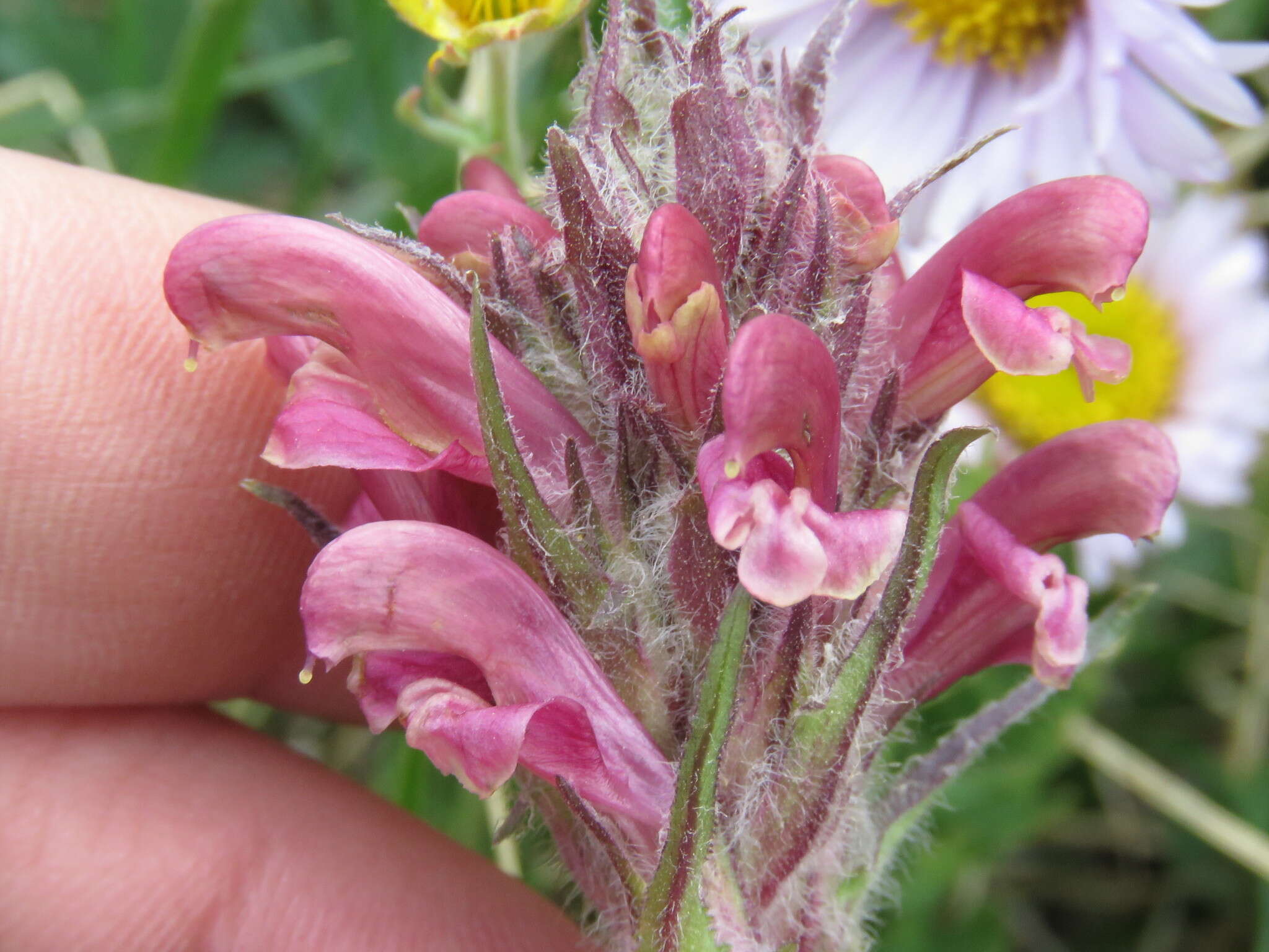 Imagem de Pedicularis cystopteridifolia Rydb.