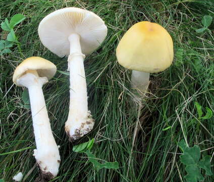 Image of Amanita russuloides (Peck) Sacc. 1887