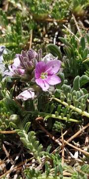 Image of Veronica thymifolia Sibth. & Sm.