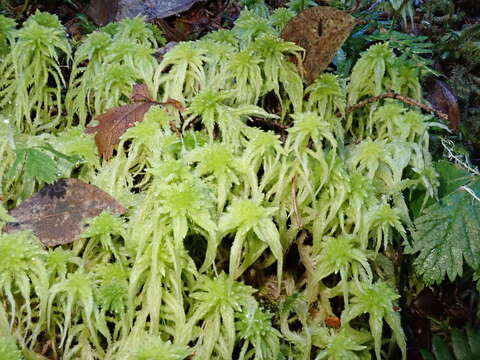 Image of Girgensohn's bog-moss