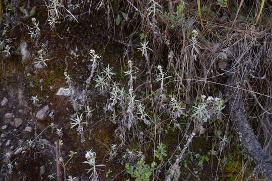 Plancia ëd Chionolaena salicifolia (Bertol.) G. L. Nesom