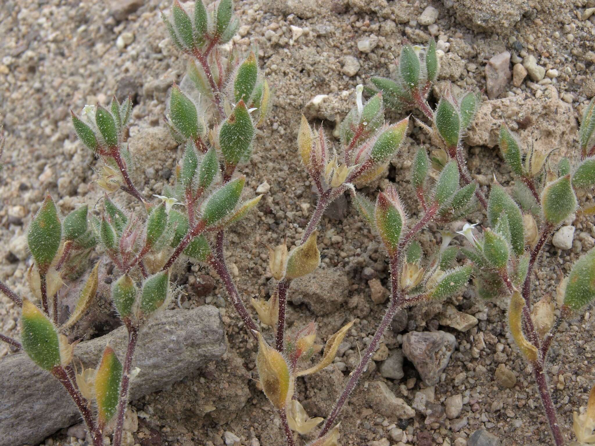 Слика од Loeseliastrum depressum (M. E. Jones ex A. Gray) J. M. Porter & L. A. Johnson