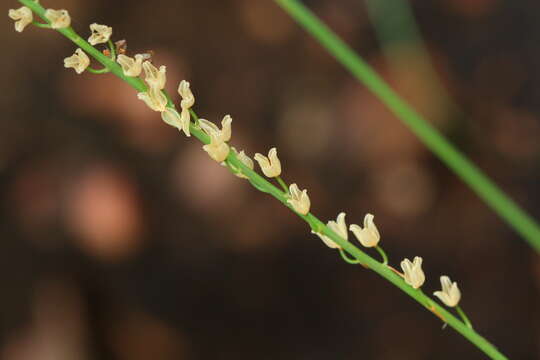 Image of Drimia multisetosa (Baker) Jessop