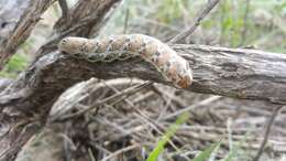 Proserpinus juanita (Strecker 1876) resmi