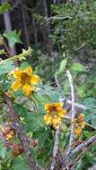 Image of Tropaeolum ciliatum Ruiz & Pav.