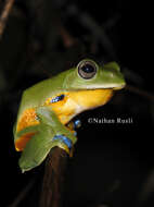 Image of Black-webbed Treefrog