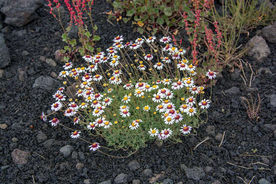 Image of Anthemis aetnensis Schouw