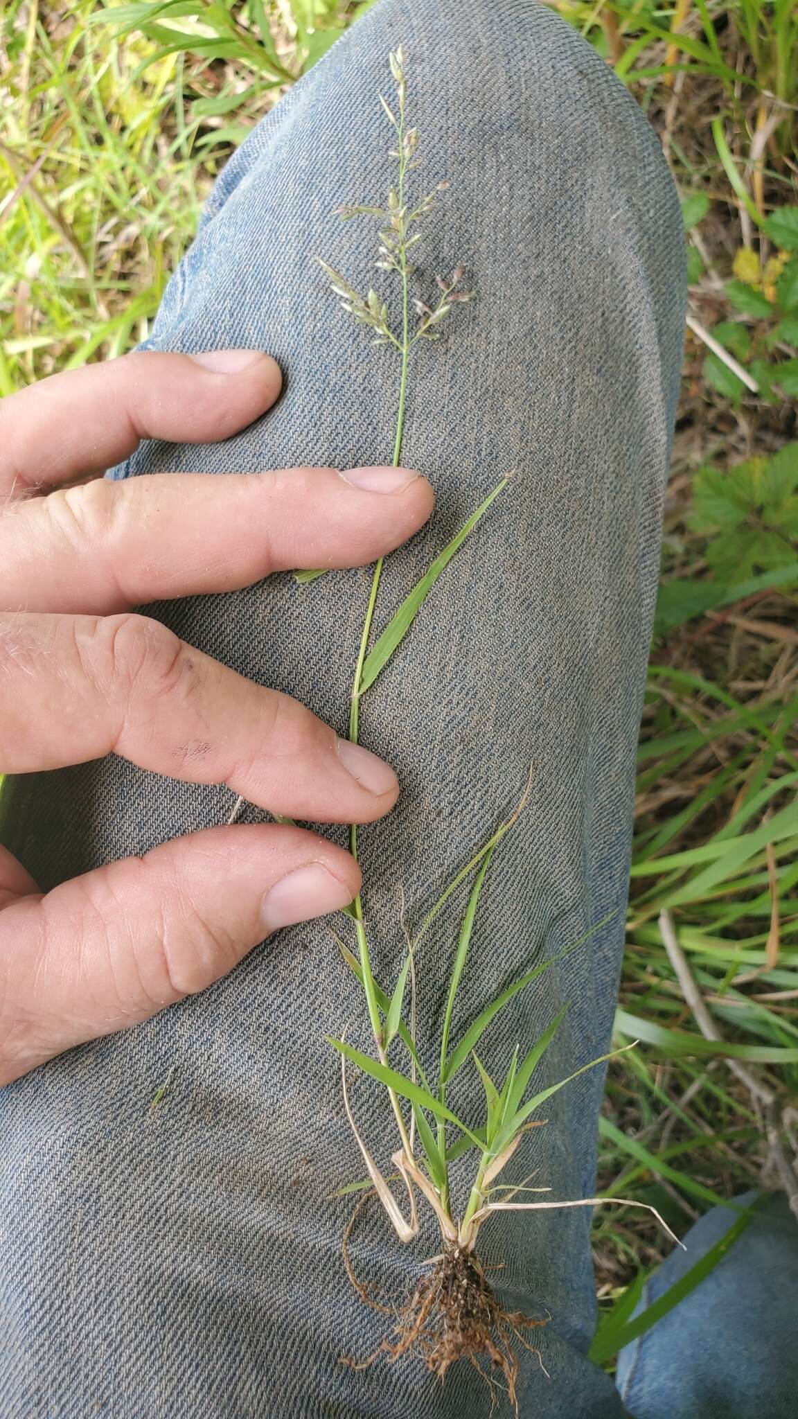 Imagem de Eragrostis cilianensis (All.) Janch.