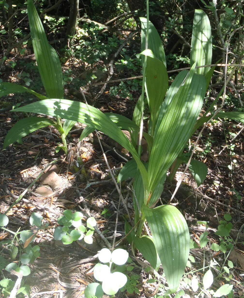 Plancia ëd Eulophia streptopetala Lindl.