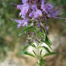 Imagem de Thymus numidicus Poir.