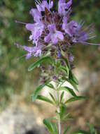 Imagem de Thymus numidicus Poir.